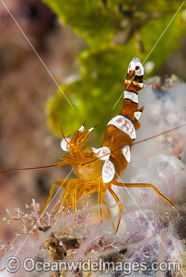 Shrimp Thor amboinensis photo Shrimp Thor amboinensis photo