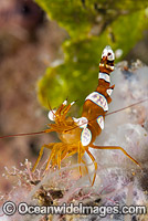 Shrimp Thor amboinensis Photo - Gary Bell