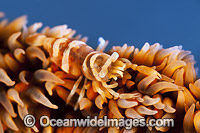 Shrimp on Whip Coral Photo - Gary Bell