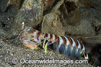 Mantis Shrimp Photo - Gary Bell
