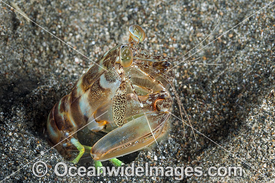 Mantis Shrimp photo