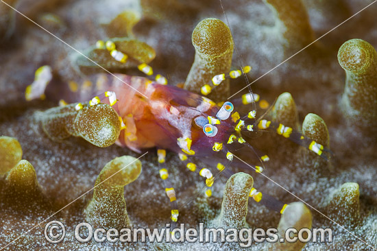 Commensal Shrimp on Corallimorph photo Commensal Shrimp on Corallimorph photo