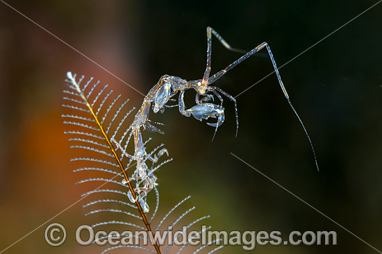 Ghost Shrimp on Hydroid photo