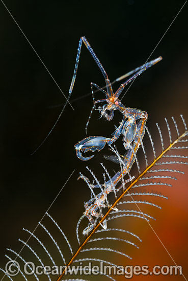 Skeleton Shrimp Caprella sp. photo