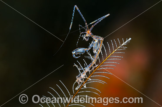 Ghost Shrimp on Hydroid photo Ghost Shrimp on Hydroid photo