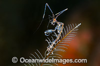 Ghost Shrimp on Hydroid Photo - Gary Bell