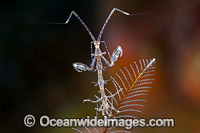 Skeleton Shrimp Caprella sp. Photo - Gary Bell