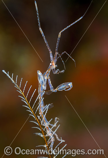 Ghost Shrimp on Hydroid photo