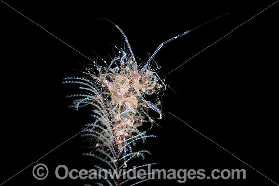 Ghost Shrimp (Caprella sp.), on stinging Hydroid with babies attached to its body. Also known as Skeleton Shrimp. Found throughout the Indo Pacific. Photo taken off Anilao, Philippines. Within the Coral Triangle. Photo - Gary Bell