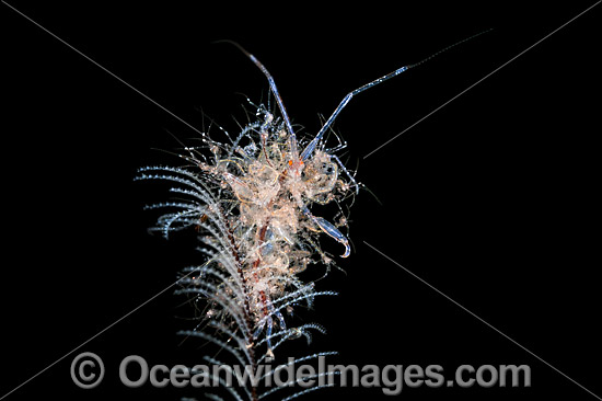 Ghost Shrimp with babies photo