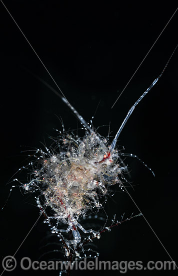 Ghost Shrimp with babies photo Ghost Shrimp with babies photo