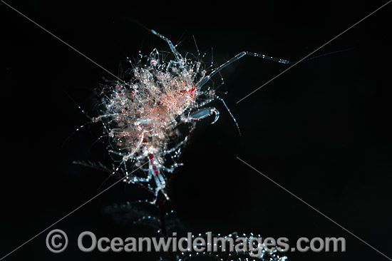 Skeleton Shrimp with babies photo Skeleton Shrimp with babies photo