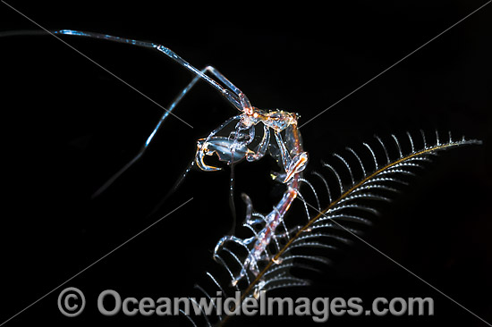 Ghost Shrimp (Caprella sp.), on stinging Hydroid. Also known as Skeleton Shrimp. Found throughout the Indo Pacific. Photo taken off Anilao, Philippines. Within the Coral Triangle. Photo - Gary Bell