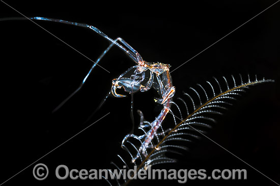 Ghost Shrimp on Hydroid photo Ghost Shrimp on Hydroid photo