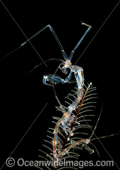 Ghost Shrimp on Hydroid photo