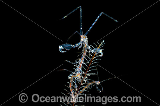 Ghost Shrimp on Hydroid photo Ghost Shrimp on Hydroid photo