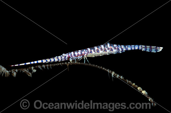 Barred Arrow-shrimp on Black Coral photo