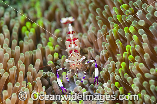 Commensal Shrimp on a Sea Anemone photo