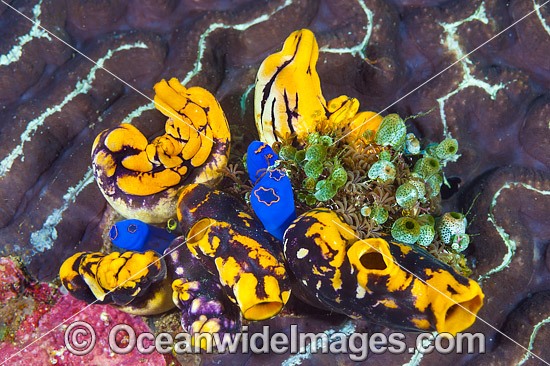 Sea Tunicates photo