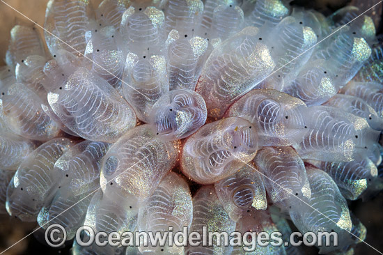 Tunicate Cavelina moluccensis photo