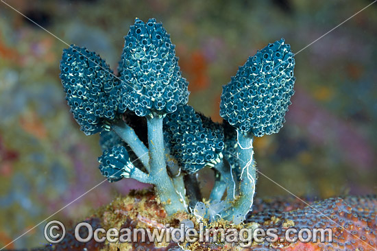 Bottlebrush Ascidian photo