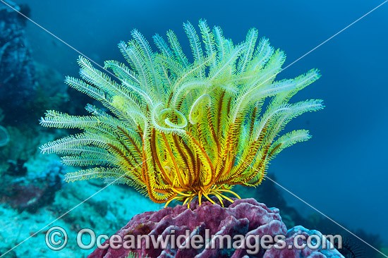 Crinoid Feather Star on Barrel sponge photo