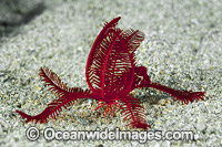 Crinoid Feather Star Photo - Gary Bell