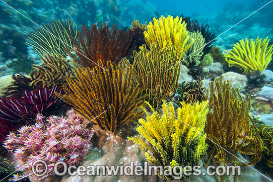 Crinoid Feather Star Cluster photo