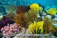 Crinoid Feather Star Cluster Photo - Gary Bell