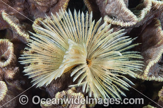 Feather Duster Worm photo