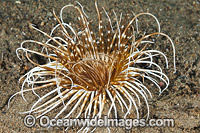 Tubed Sea Anemone Photo - Gary Bell
