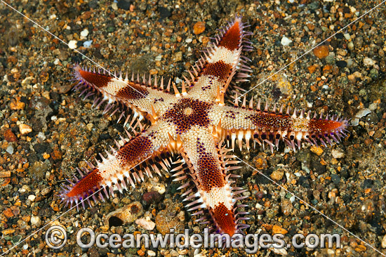 Sea Star Astropecten sp. photo