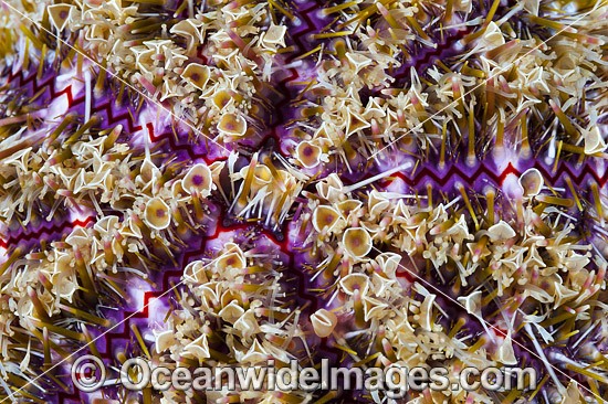 Flower Urchin (Toxopneustes pileolus), close detail of venomous spines. Also known as Toxic or Venomous Sea Urchin. This Urchin has sharp toxic spines and has caused fatalities. Found throughout the Indo-Pacific. Anilao, Philippines. Coral Triangle. Photo - Gary Bell