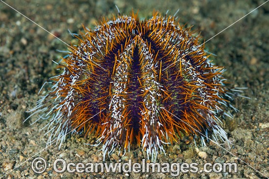 Sea Urchin (Tripneustes gratilla). Found throughout the Indo Pacific. Photo taken off Anilao, Philippines. Within the Coral Triangle. Photo - Gary Bell