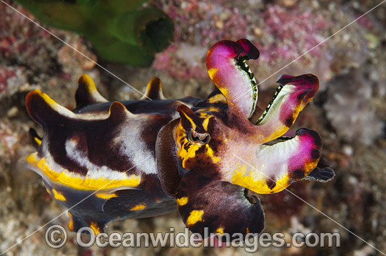 Flamboyant Cuttlefish Coral Triangle photo