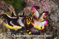 Flamboyant Cuttlefish Coral Triangle Photo - Gary Bell