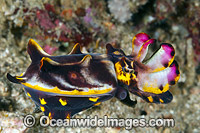 Flamboyant Cuttlefish Coral Triangle Photo - Gary Bell