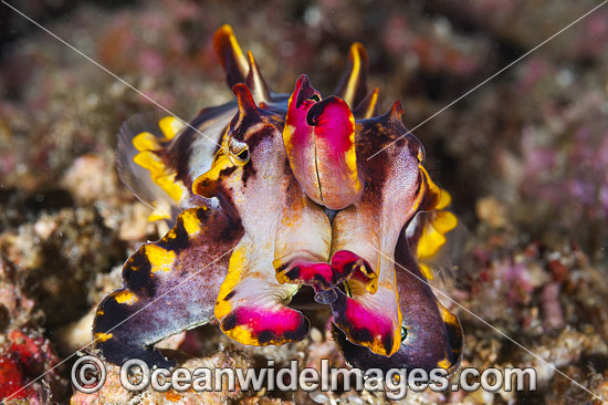 Flamboyant Cuttlefish Coral Triangle photo