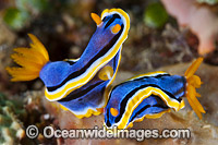 Nudibranch Coral Triangle Photo - Gary Bell