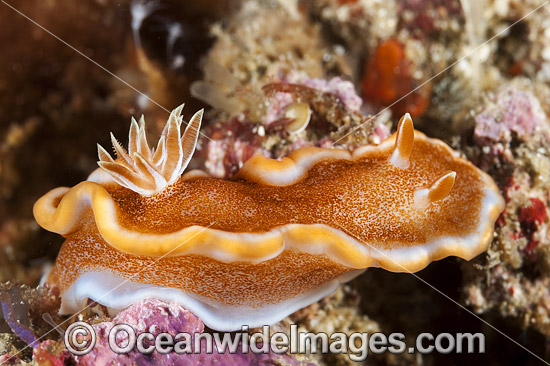 Nudibranch Glossodoris rufomarginata photo