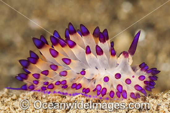 Nudibranch Janolus sp. photo