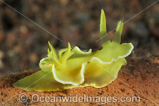 Nudibranch Noumea crocea photo