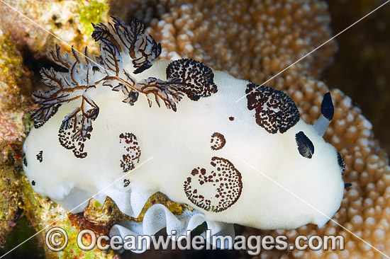 Nudibranch with eggs photo