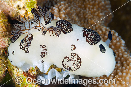 Nudibranch (Jorunna funebris), with its egg cluster. Also known as Sea Slug. Found throughout the Indo-West Pacific. Photo taken off Anilao, Philippines. Within the Coral Triangle. Photo - Gary Bell Nudibranch (Jorunna funebris), with its egg cluster. Also known as Sea Slug. Found throughout the Indo-West Pacific. Photo taken off Anilao, Philippines. Within the Coral Triangle. Photo - Gary Bell