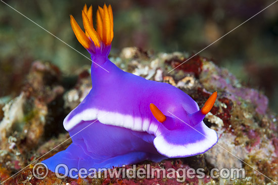 Nudibranch Coral Triangle photo