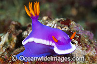 Nudibranch Coral Triangle Photo - Gary Bell