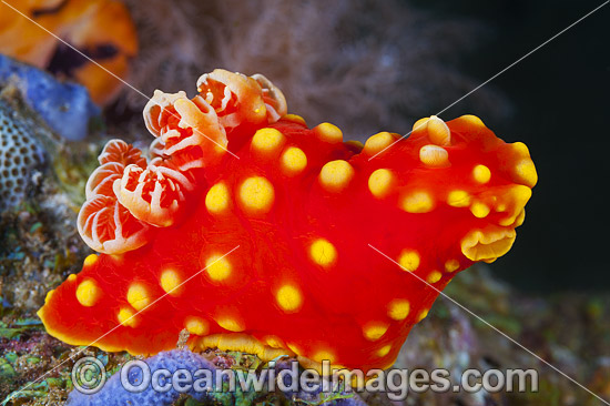 Nudibranch Gymnodoris aurita photo