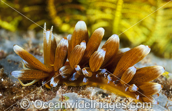 Nudibranch Phyllodesmium kabiranum photo