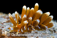 Nudibranch Phyllodesmium kabiranum Photo - Gary Bell