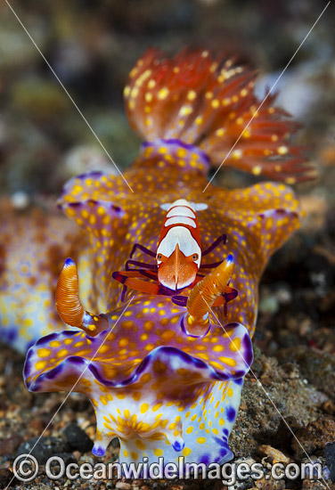 Nudibranch with commensal Shrimp photo